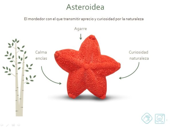 Mordedor estrella - Imagen 2
